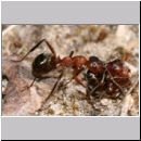 Formica -Serviformica- sanguinea - Blutrote Raubameise 12 9mm.jpg